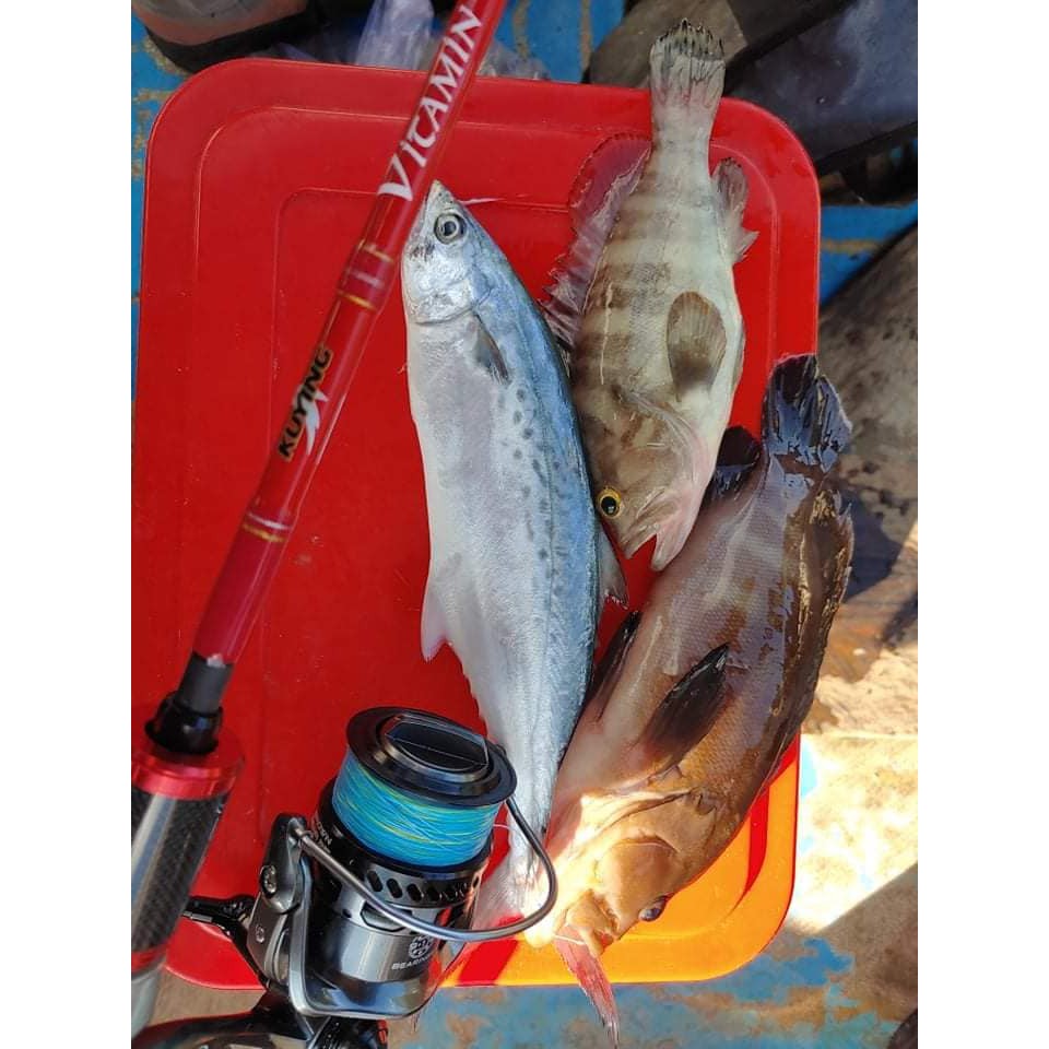 Máy câu cá Brown Bear, chất lượng cao, câu lure ghềnh,  câu jig đều tốt