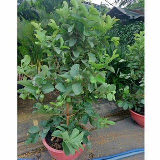 Ổi RuBy đang hoa đang trái)