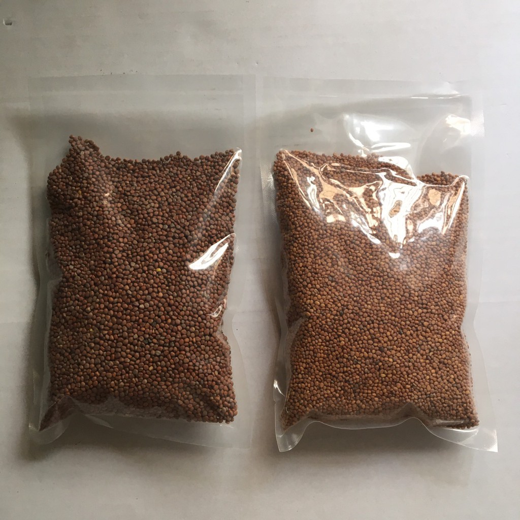 Hạt giống trồng rau mầm tại nhà gói nữa kg