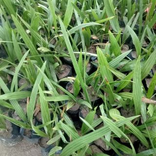 CÂY GIỐNG CHÀ LÀ THÁI