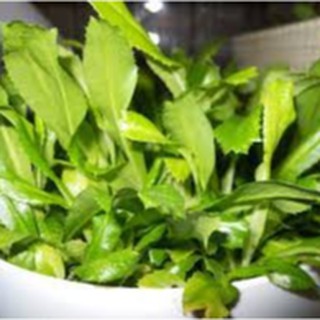 10g HẠT GIỐNG NGÒ GAI