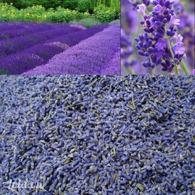 Nụ Hoa Oải Hương Lavender (1kg)