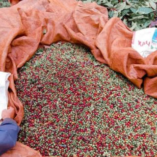 Nhân cà phê sống Robusta chưa rang 1kg