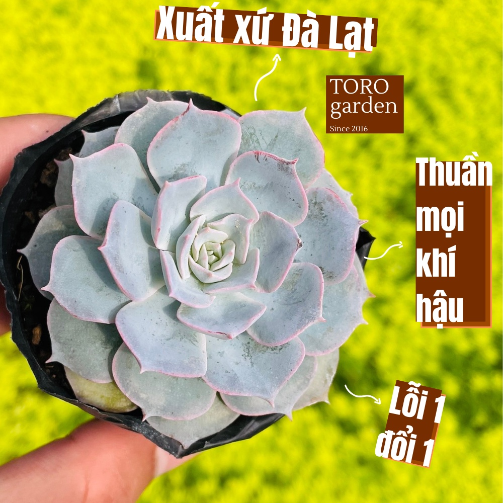 Sen đá hồng phấn Đà Lạt size bé cây cảnh trang trí nhà cửa Toro garden