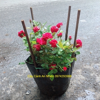 Bụi hoa hồng