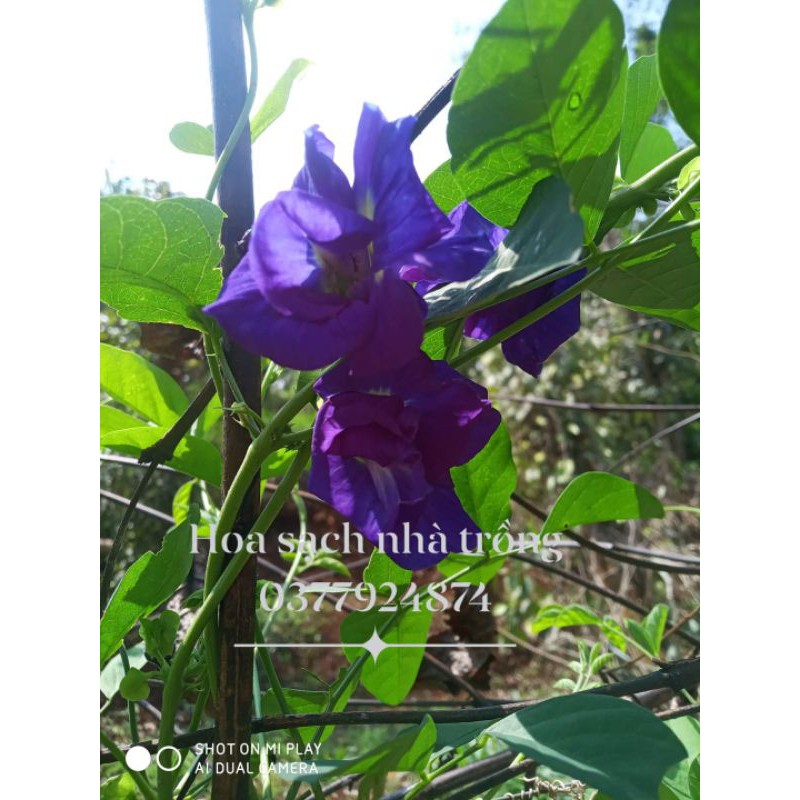 Hoa đậu biếc khô sạch nhà trồng 50g