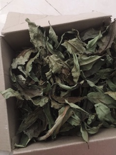 Lá vối tươi khô