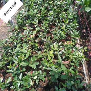 Cây Chery chịu nhiệt Brazil phù hợp khí hậu mọi miền