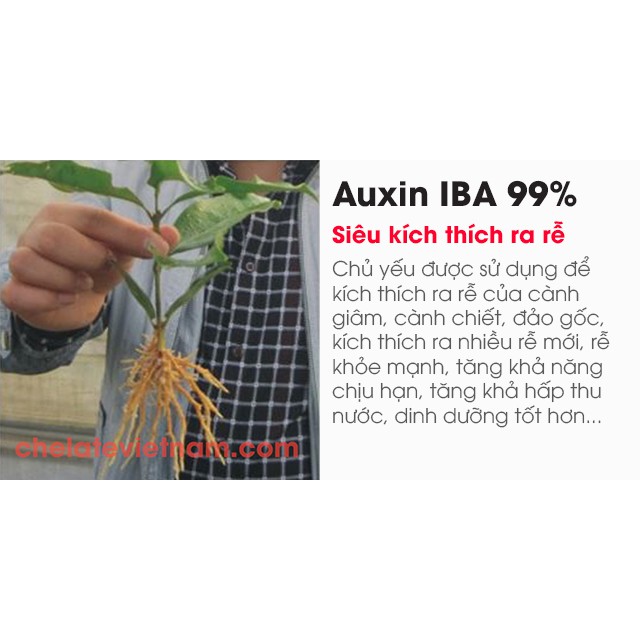 Auxin Indole-3-butyric acid   gói 50g