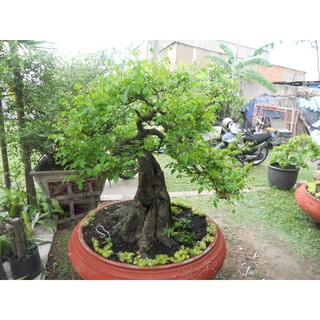 Cây khế ngọt