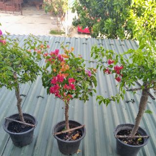 Giấy Thái ghép nhiều màu