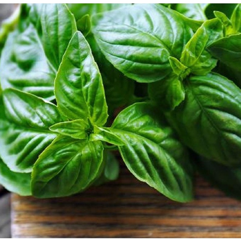 Hạt Giống Húng Tây - - tặng kèm thuốc kích mầm