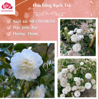 Hoa Hồng Bạch trà – hoa hồng Việt đơm bông quanh năm được ưa chuộng.hương trà xanh dịu nhe-- Vườn Hoa Melinhrose