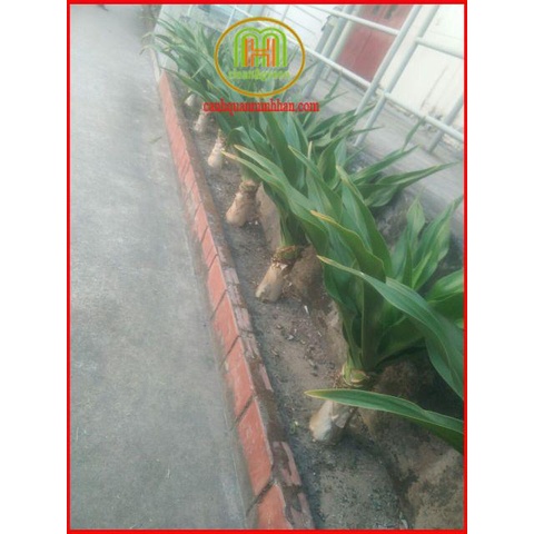 Lá cây đại tướng quân tươi dùng giã muối lót lưng nằm