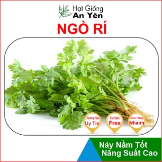 Hạt giống Ngò Rí thu hoạch sớm, dễ trồng, nảy mầm cao, sinh trưởng khoẻ