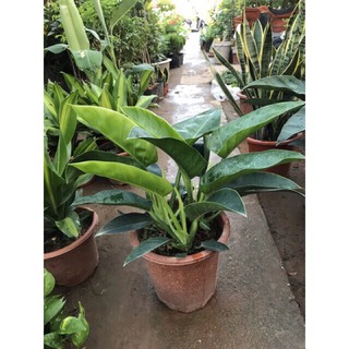Cây trầu bà đế vương xanh