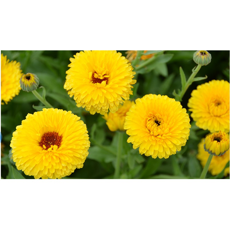 Hạt giống HOA CÚC SUSI nhiều màu - Gói 0,5 gram