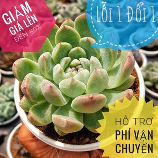 💥💥💥Sen Đá Sao Băng Giống Mới Size Trung🌵Lỗi 1 Đổi 1🌵