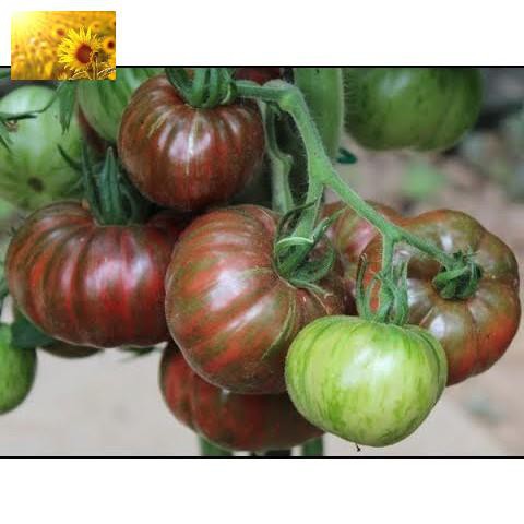 Hạt Giống Cà Chua Socola Qủa To  - Giàu Dinh Dưỡng,Năng Suất Cao - MUA 3 TẶNG 1 CÙNG LOẠI