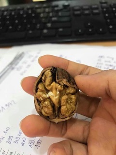 ÓC CHÓ VIỆT ĐIỆN BIÊN