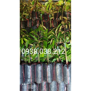 CÂY GIỐNG SẦU RIÊNG THÁI LAN