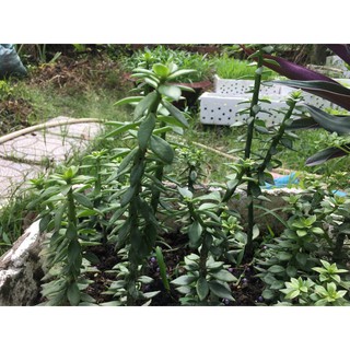 Xương rồng diệp long