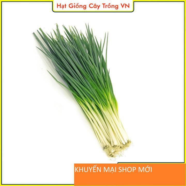 Hạt giống Hành Lá Dễ Trồng - Gói 1 Gram khuyến mại shop mới