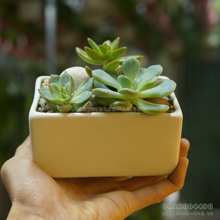 Chậu gốm sứ hình chữ nhật trồng cây cảnh sen đá xương rồng