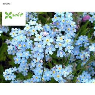 🌟HẠT GIỐNG HOA LƯU LY NHIỀU MÀU🌟 GIỐNG HOA DỄ TRỒNG CỰC ĐẸP GÓI 50 HẠT