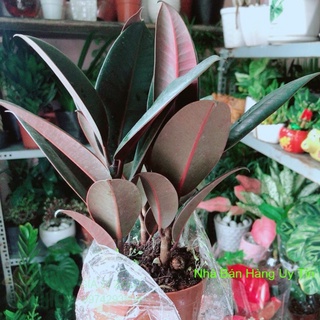 Cây búp đa đỏ