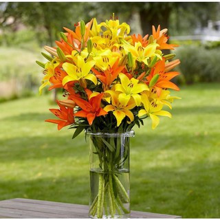 [GIÁ GỐC] Hạt giống hoa ly châu phi nhiều màu - 50 hạt