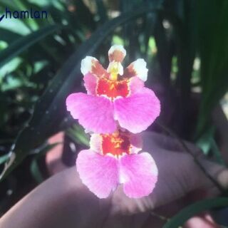Hoa lan vũ nữ bút chì