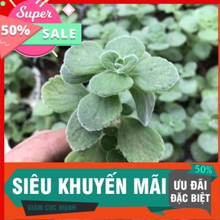 Combo 3 Sen thơm vĩ, thơm dễ chịu, thư giản