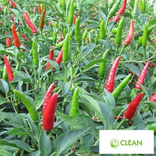 Hạt giống Ớt chỉ thiên F1