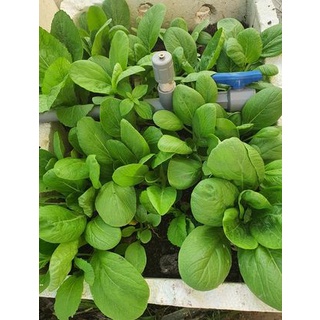 Hạt giống rau cải ngọt(đóng gói 200 hạt túi zip/ hoặc đóng gói 20gr