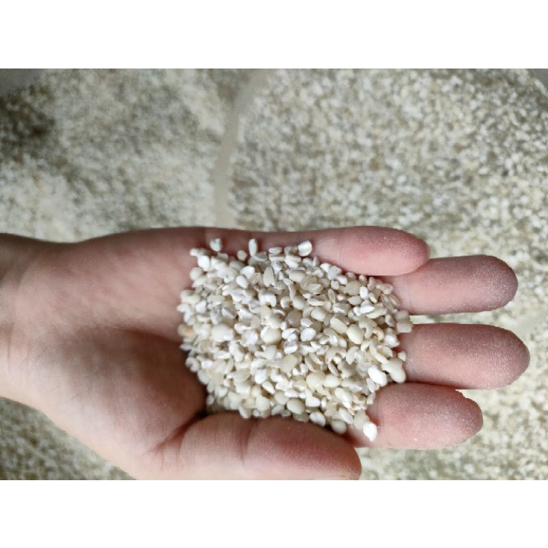 HẠT Ý DĨ (Hạt cườm thảo) mới thu hoạch, rất tốt cho sức khỏe_túi 500gr