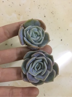 Sen đá hoa hồng - Echeveria rose