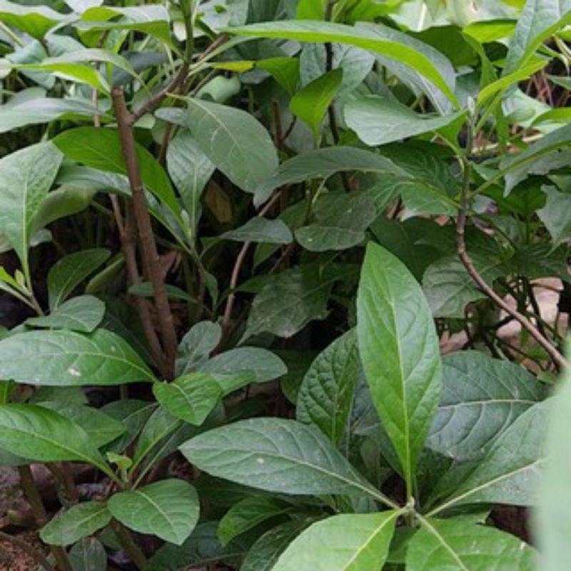 1KG Lá Cây Mật Gấu  Tươi