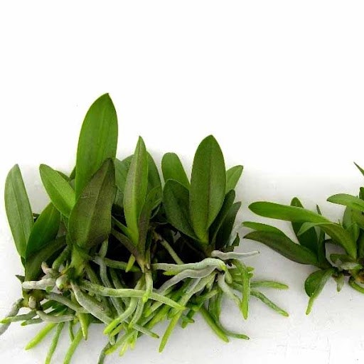 Bộ 5 gói Phân bón Siêu lân xanh kích thích đỉnh sinh trưởng - tăng ra rễ, phân hóa hoa, nhanh đậu quả