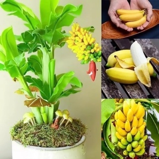 cây chuối lùn cấy mô Thái Lan