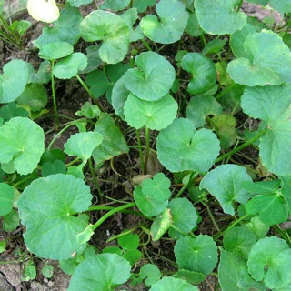 Hạt giống Rau má
