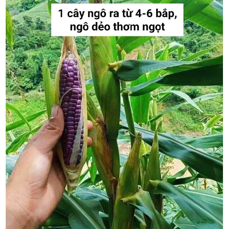 Hạt giống ngô, bắp nếp tím túi 90g