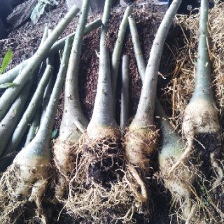 Sứ Thái nguyên liệu 1 cốt