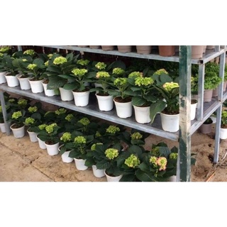 Chậu nhựa mỏng mềm mini trồng sen đá trồng hoa ươm cây trồng cây giống 10 cái greenkios