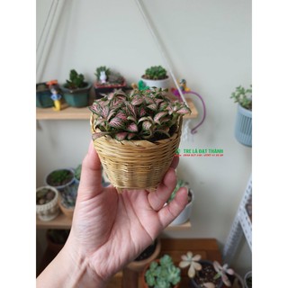 Cần xé mini, giỏ mini trang trí, chụp hình, đựng hạt
