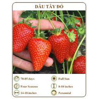 Hạt giống dâu tây đỏ - THE XANH