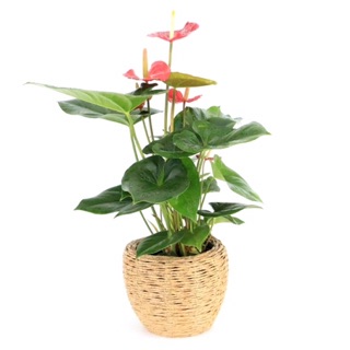 Chậu nhựa giả cói 2