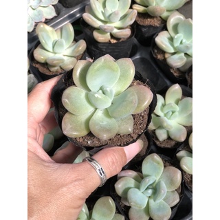 Sen đá Sỏi Hồng lá dài