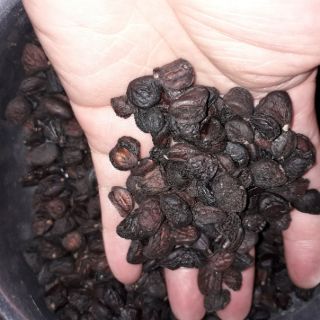Hạt rổi nếp.