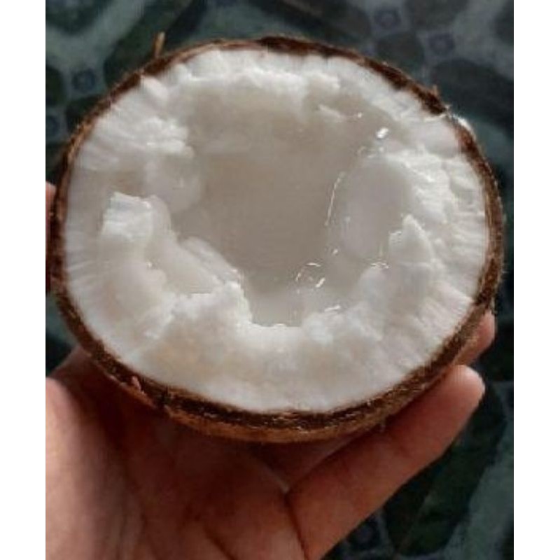Combo 3 trái Dừa sáp Bi 500g 2 phần ăn
